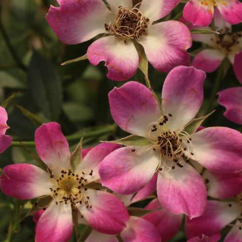 Rosier en ligne pépinière - Rosa Sára - non parfumé - Petites fleurs -  rosier à haute tige - rose - Győry Szilveszter - compact - -